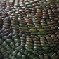 Scales Brushes Pack