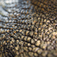 Scales Brushes Pack