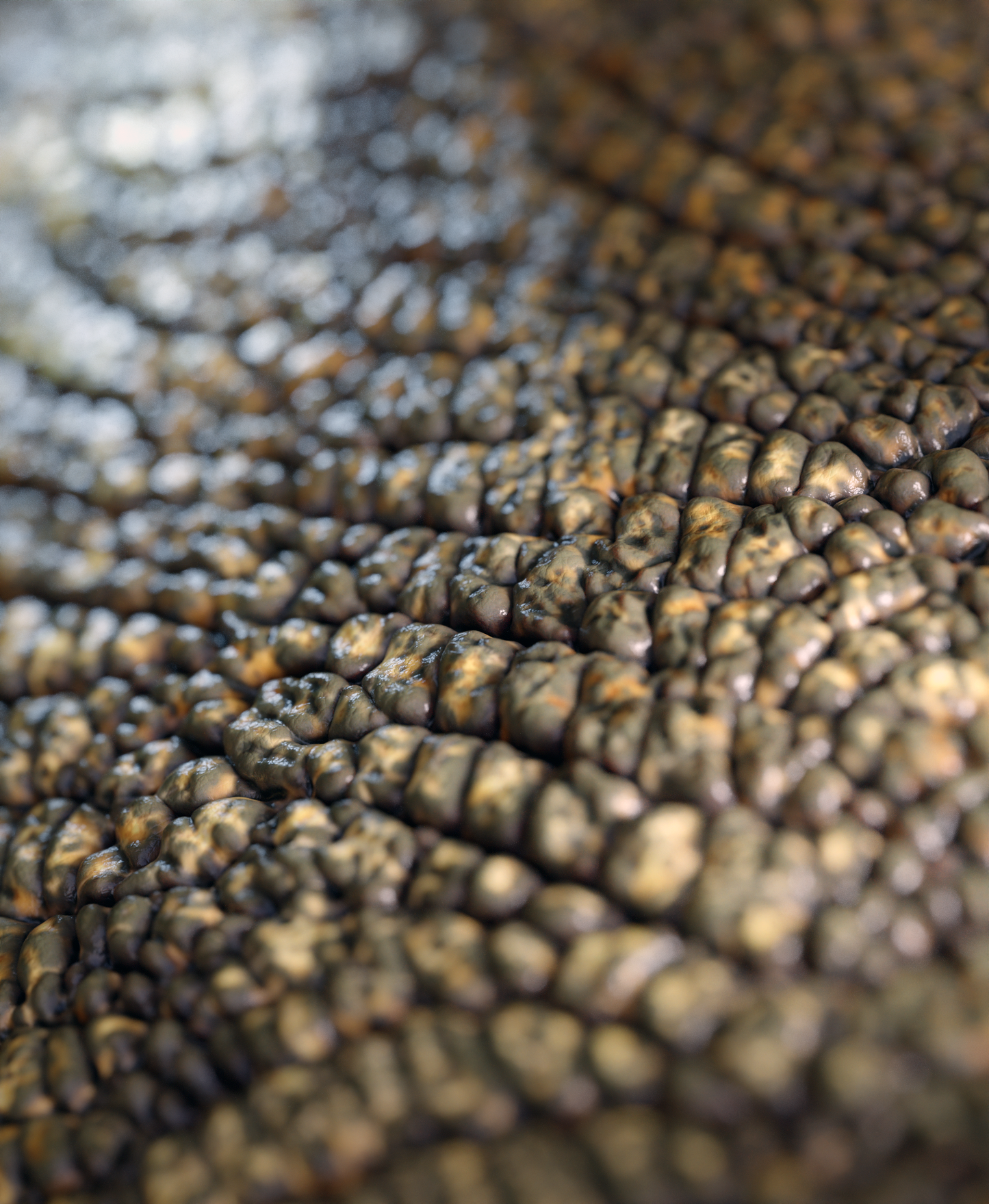 Scales Brushes Pack