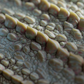 Scales Brushes Pack
