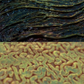 Insect Detailing Brushes for ZBrush